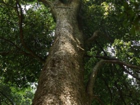 楠木树