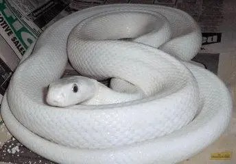 白蟒蛇
